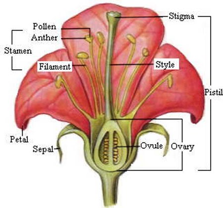 Anatomi Bunga