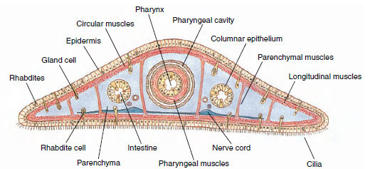 Mengenal Phylum Platyhelminthes (Cacing Pipih)