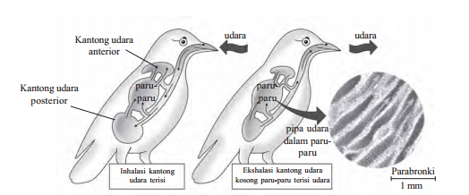 Gambar Alat Pernapasan  Pada Burung