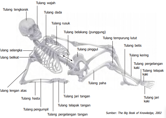 Tulang-Tulang-Penyusun-Kerangka-Tubuh-Manusia