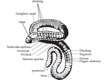 Mengenal Phylum Annelida (Cacing Gelang)