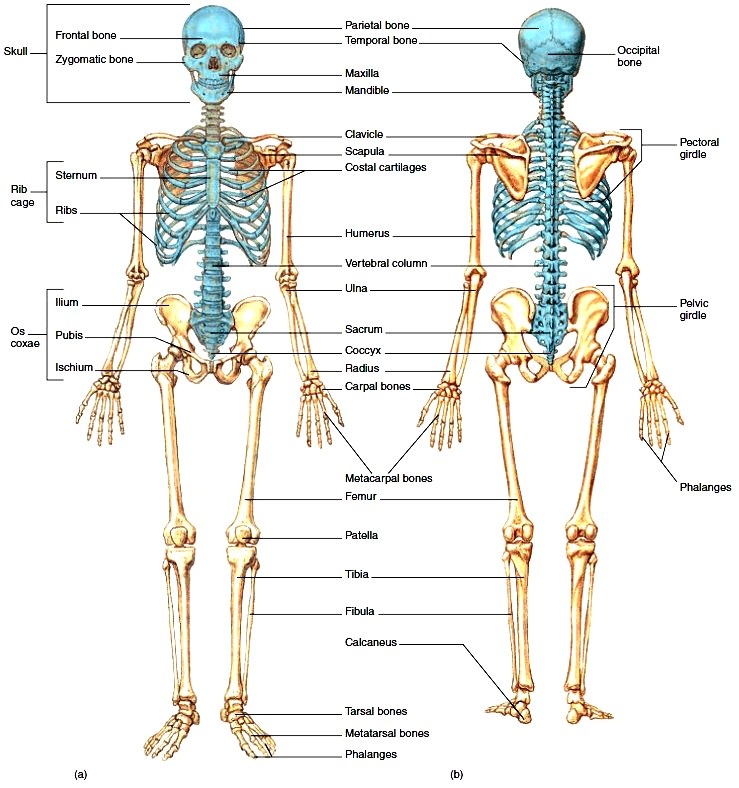 Pengertian Dan Jenis Jenis Tulang