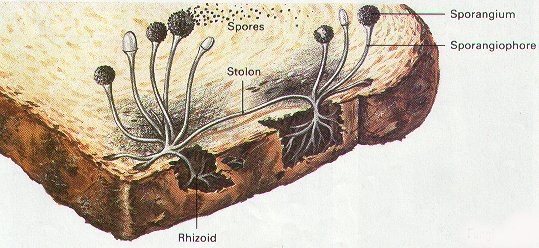 Jenis Jenis Jamur Fungi Zygomycotina, Ascomycotina, Basidiomycotina, Deuteromycotina, Liken, dan Mikoriza