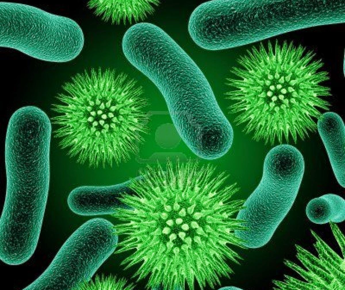 Pengertian Bakteri Dan Ciri Ciri Bakteri Pojok Ilmu