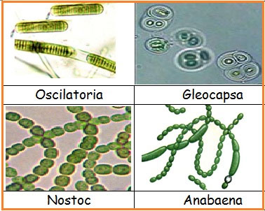 Pengertian, Jenis-Jenis, dan Peranan Ganggang Biru (Cyanobacteria) Bagi Kehidupan Manusia