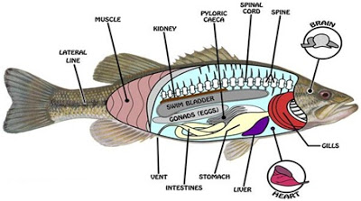 metamorfosis ikan