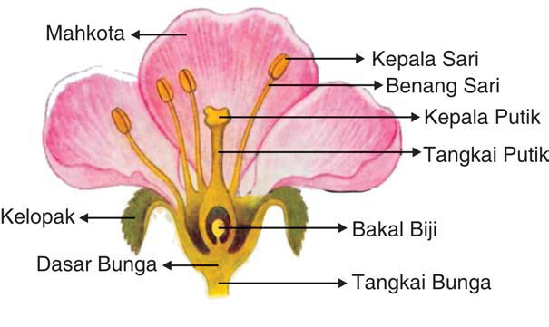 morfologi bunga